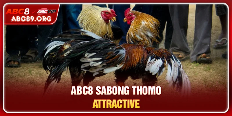 ABC8 SABONG Thomo attractive