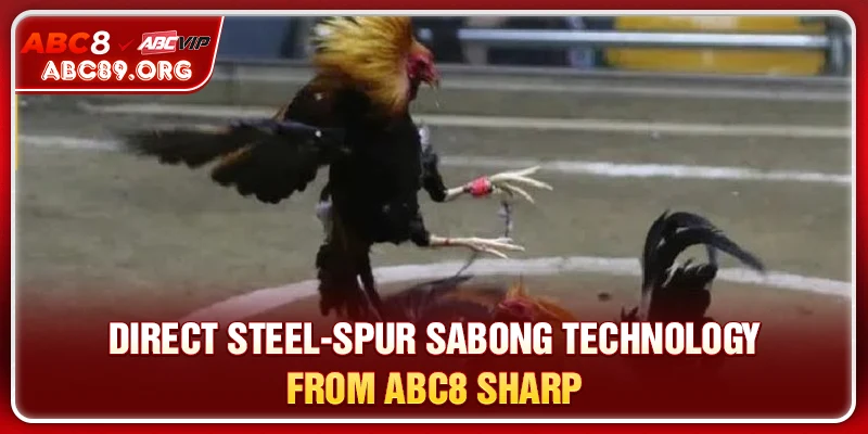Direct Steel-Spur Sabong technology from ABC8 sharp