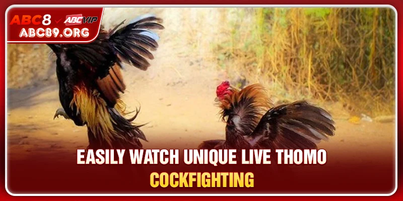 Easily watch unique live Thomo cockfighting