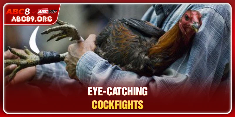 Eye-catching cockfights
