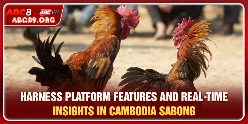 A Closer Insight into Online Cockfighting Experiences at ABC8