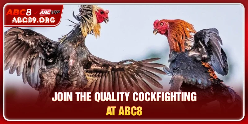 Join the quality cockfighting at ABC8