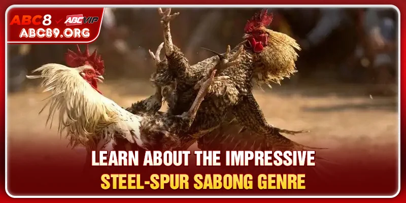 Learn about the impressive Steel-Spur Sabong genre