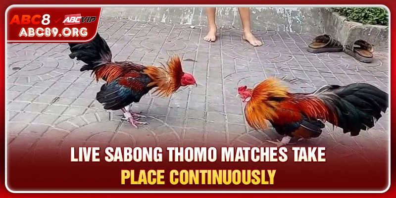 Live Sabong Thomo matches take place continuously