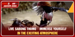 Live Sabong Thomo