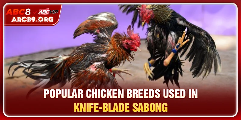 Popular chicken breeds used in Knife-Blade Sabong