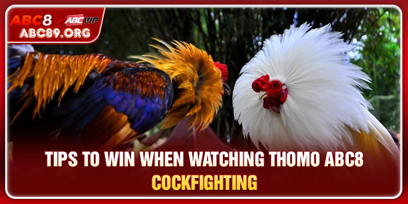 Tips to win when watching Thomo ABC8 cockfighting